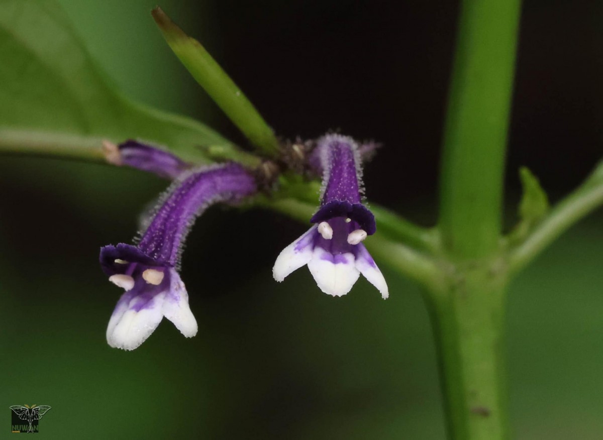Gymnostachyum sanguinolentum (Nees) T.Anderson